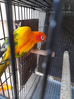 sunconure male