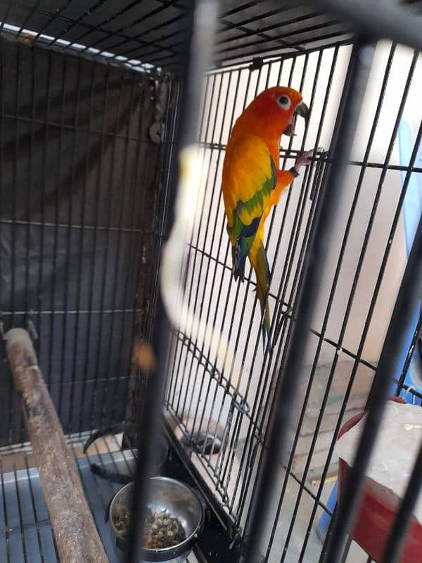 sunconure male 1