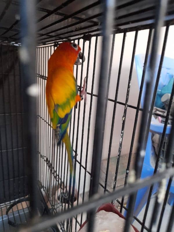 sunconure male 2