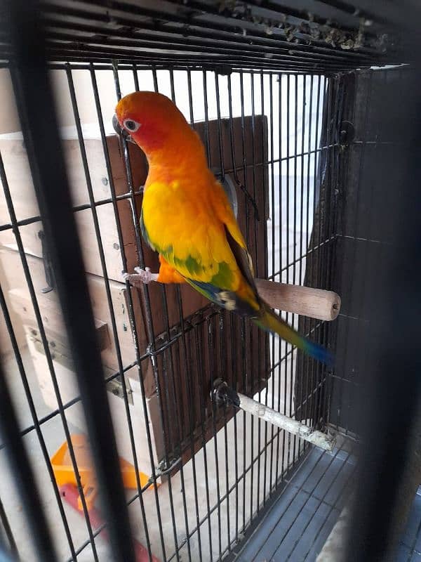 sunconure male 3