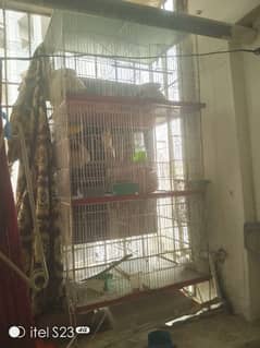 6 portion cage with 1 Australian parrotand love bird blue breeder pair