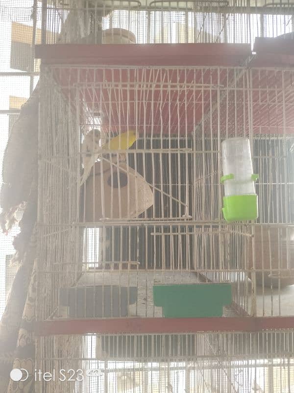 6 portion cage with 1 Australian parrotand love bird blue breeder pair 1