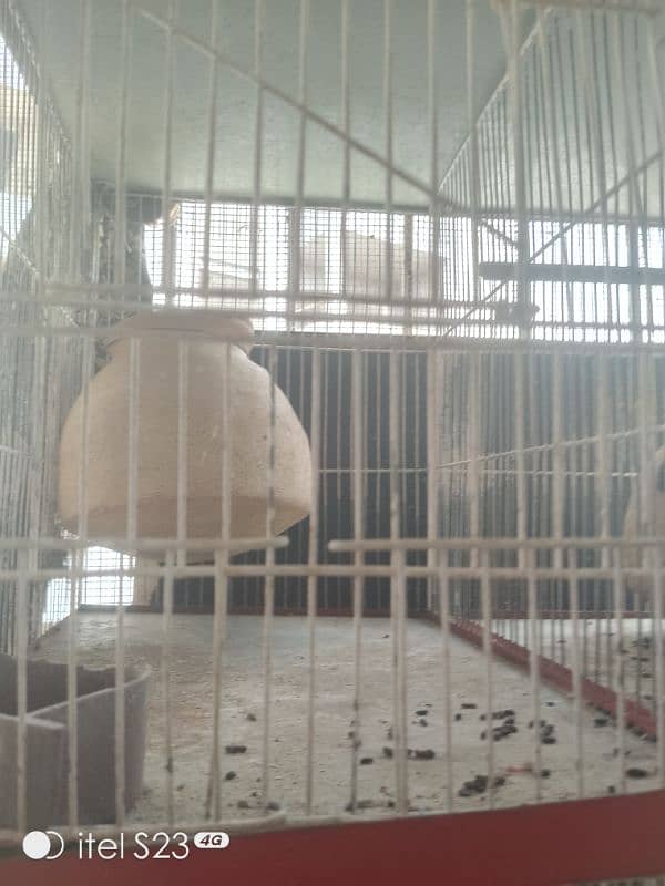 6 portion cage with 1 Australian parrotand love bird blue breeder pair 2