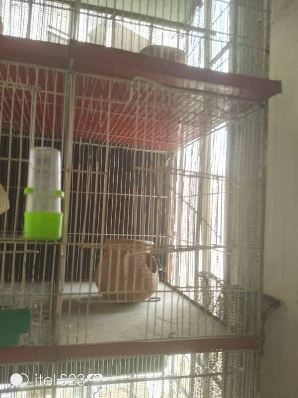 6 portion cage with 1 Australian parrotand love bird blue breeder pair 4