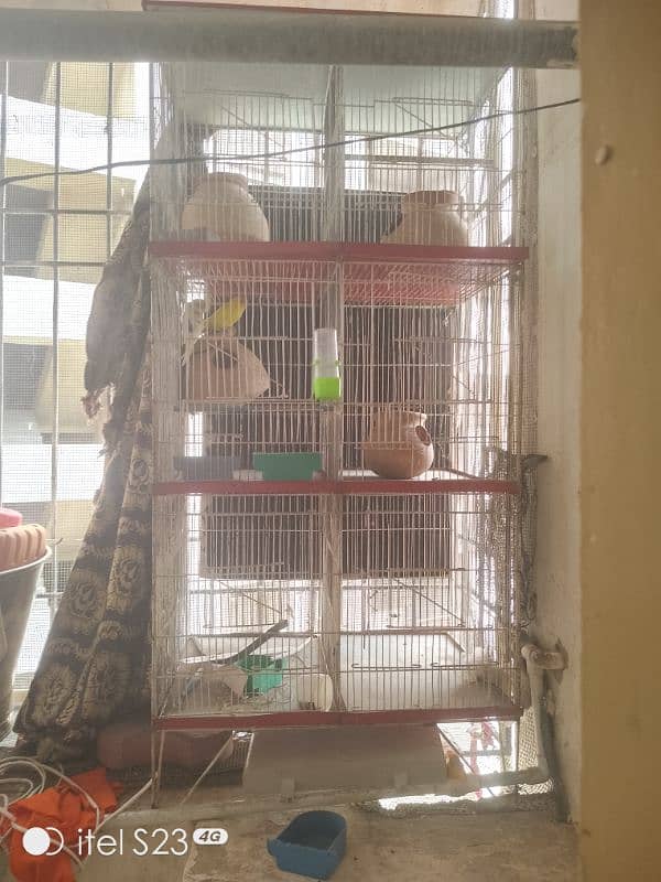 6 portion cage with 1 Australian parrotand love bird blue breeder pair 5