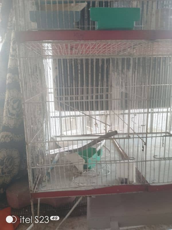 6 portion cage with 1 Australian parrotand love bird blue breeder pair 8