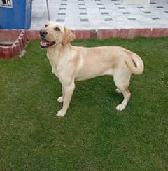 Labrador up for Sale going cheap