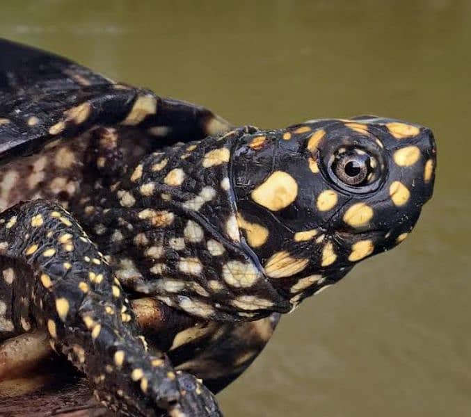 Black pond turtle 1