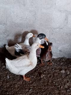 Ducks