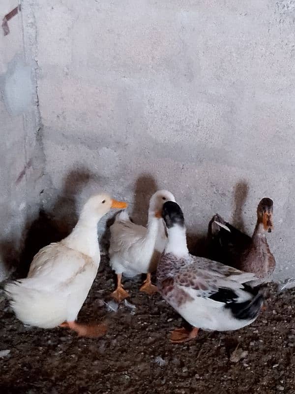 Ducks for sale 1