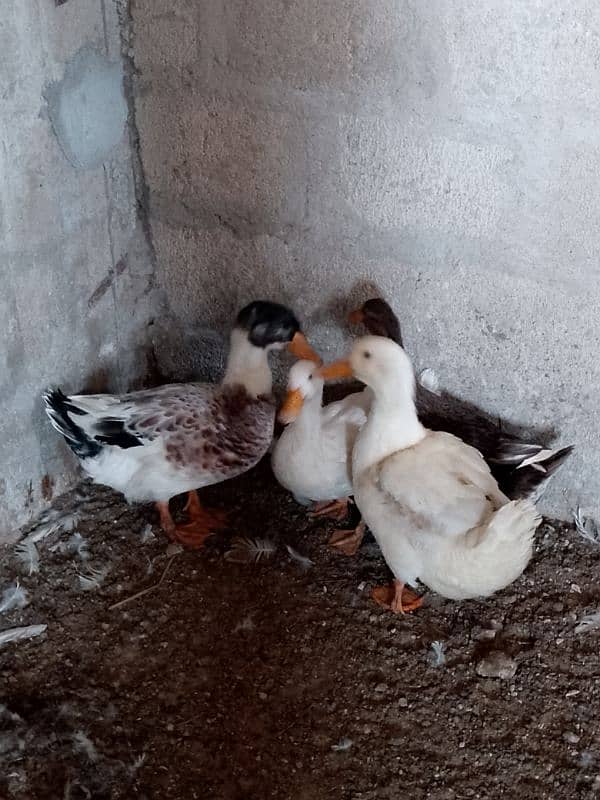 Ducks for sale 2