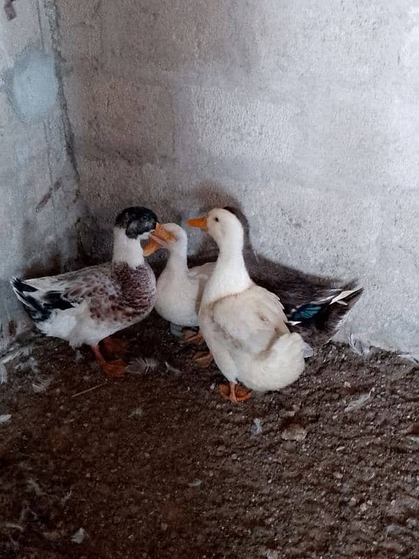 Ducks for sale 3