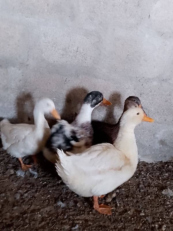 Ducks for sale 4