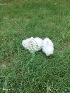 English Angora Rabbits