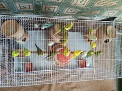 All setup for sell urgent budges 26 pec coman Latino 2 breeding pairs 0