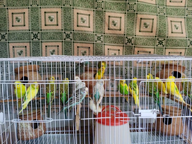 All setup for sell urgent budges 26 pec coman Latino 2 breeding pairs 2