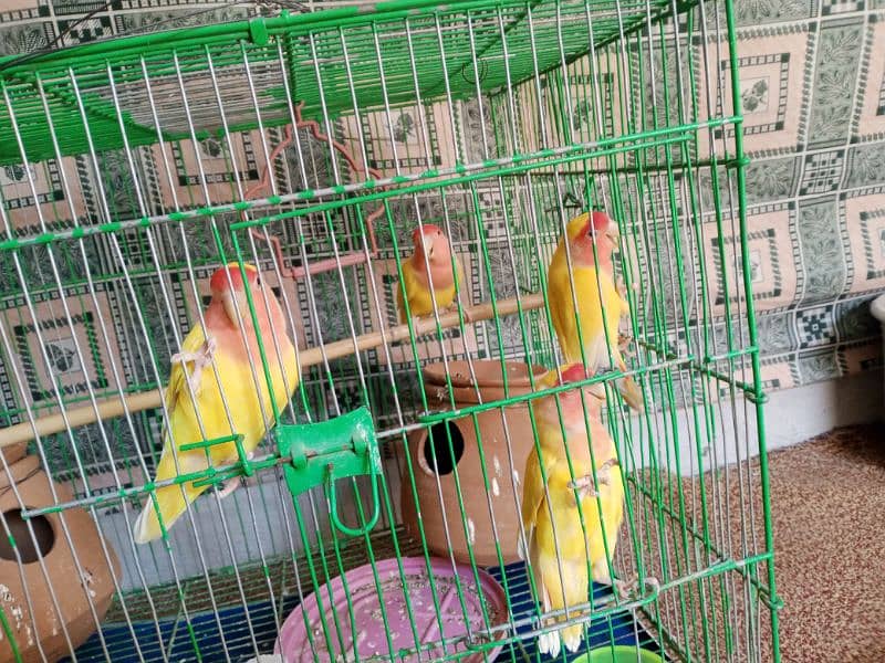 All setup for sell urgent budges 26 pec coman Latino 2 breeding pairs 6