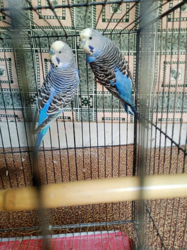 All setup for sell urgent budges 26 pec coman Latino 2 breeding pairs 13