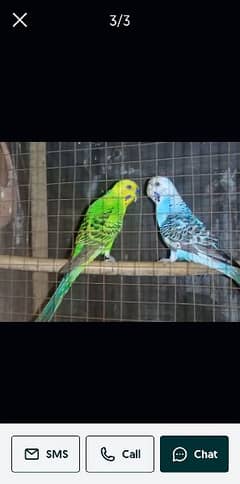 1 Pair of Australian Parrots