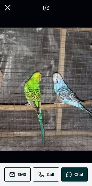 1 Pair of Australian Parrots 1