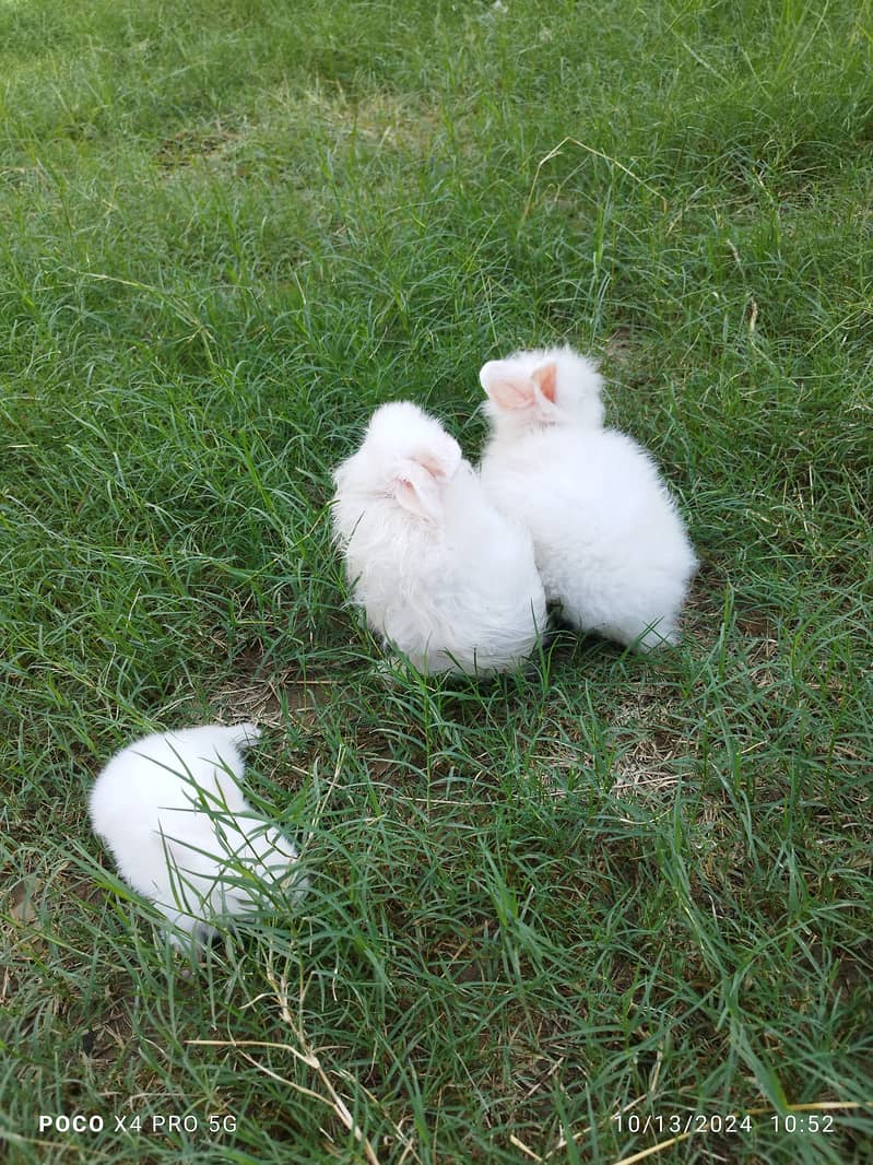 English Angora Rabbits 1