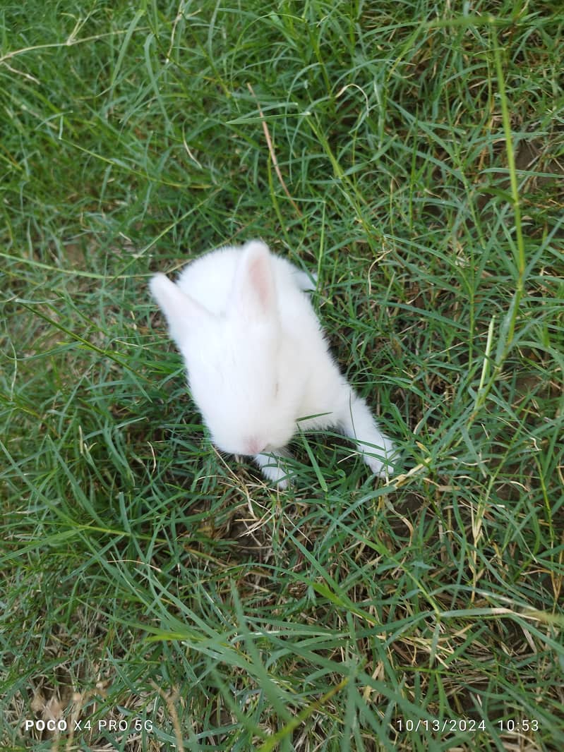 English Angora Rabbits 2