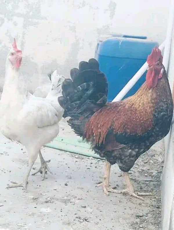 Beautiful egg laying pair urgent sale 3