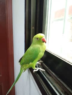 Ringneck Male Handtamed