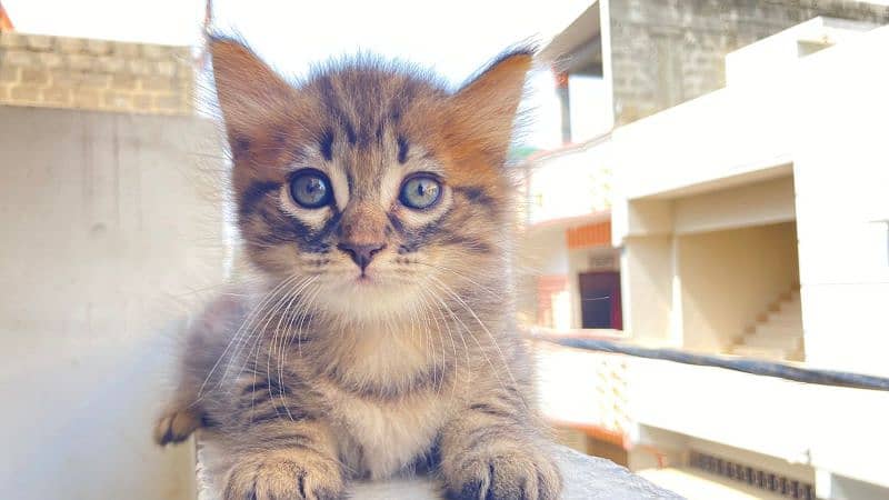 Persian kittens for sale Karachi 1