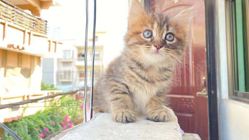 Persian kittens for sale Karachi 2