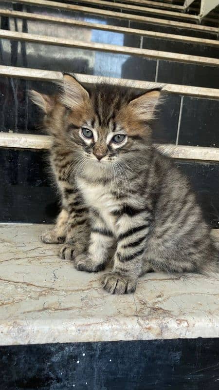 Persian kittens for sale Karachi 3