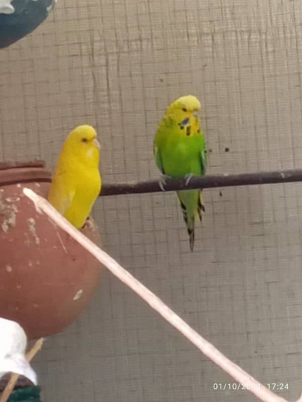 Exi budgies 0