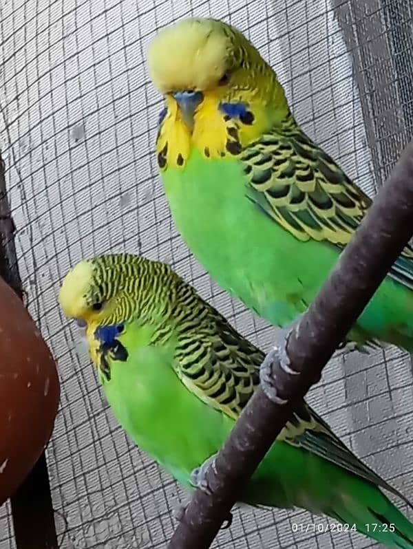 Exi budgies 1