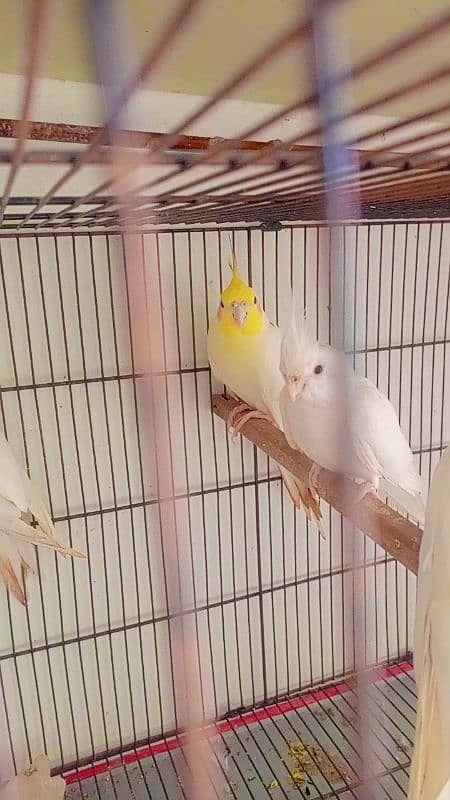 Exi budgies 2