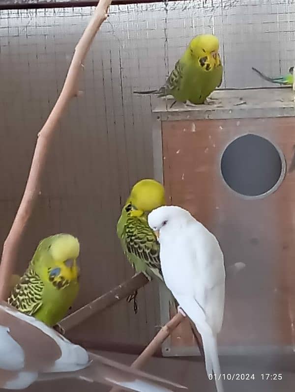 Exi budgies 3