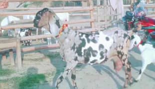 desi bakri for sale teen bachon ke SATH/0328,27,41,035