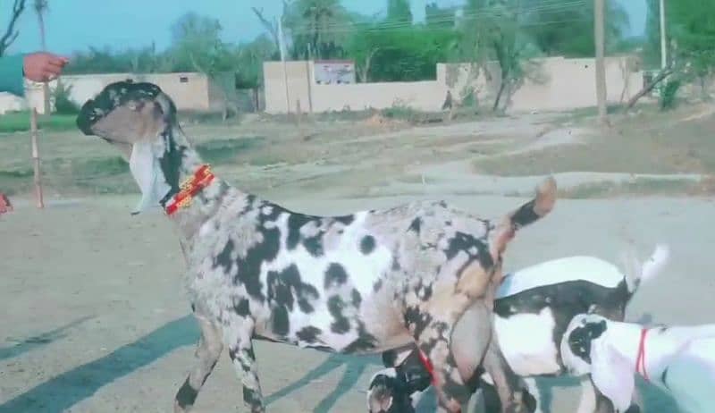 desi bakri for sale teen bachon ke SATH/0328,27,41,035 2