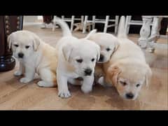 Lab puppies