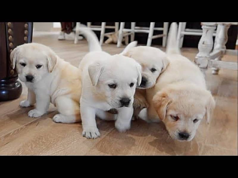 Lab puppies 0