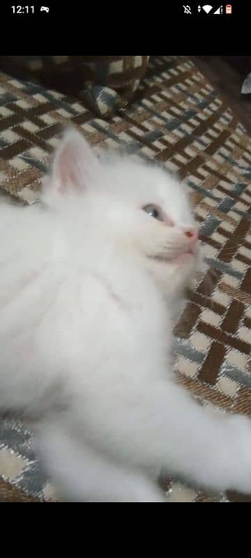 Persian male female  kittens 6