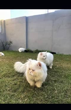 Persion cat Male & Femail #pair  Femail ready to breed  Triple Coted