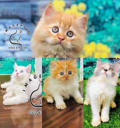 punch face triple Cote kitten cat male feamle