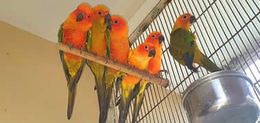 Sun Conure For Sale 0