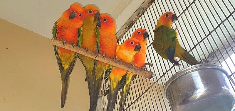 Sun Conure For Sale 0