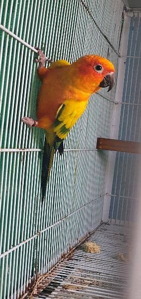 Sun Conure For Sale 1