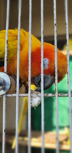 Sun Conure For Sale 2