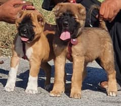 king Kurdish kangal security dog pair 2 mohtn for sale