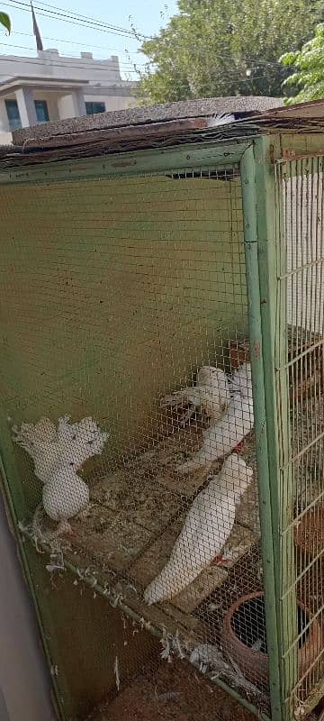 cage for sale 3