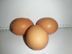 desi eggs (anday)