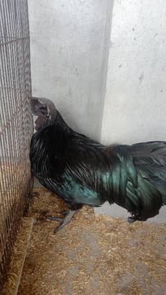 Ayam Cemani Breader Pair